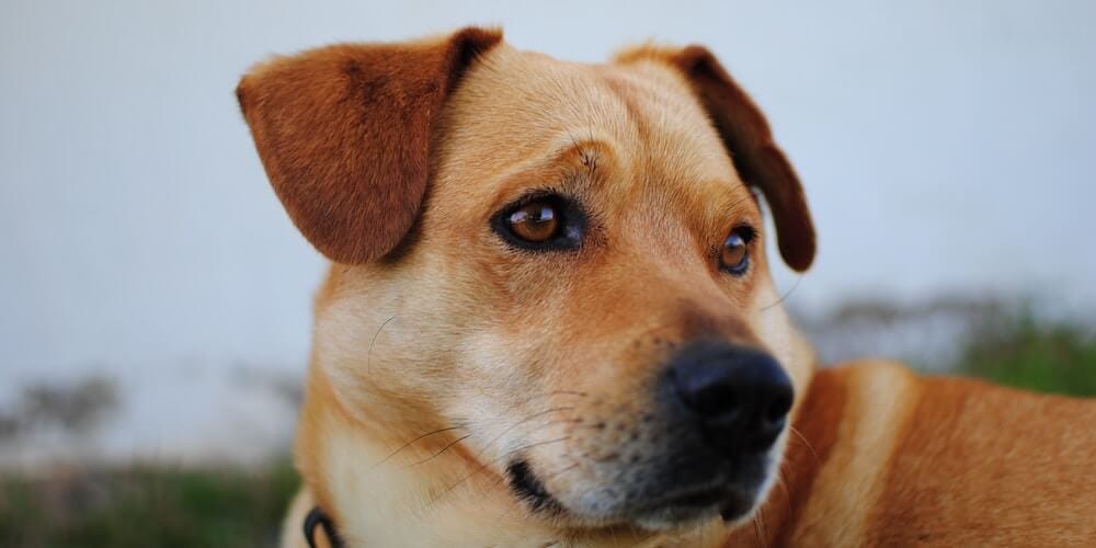 Basenji - Hunderasse die nicht bellt