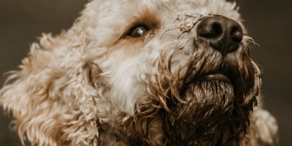 Nahaufnahme eines lockigen Hundes mit schmutziger Schnauze und Nase im Fokus