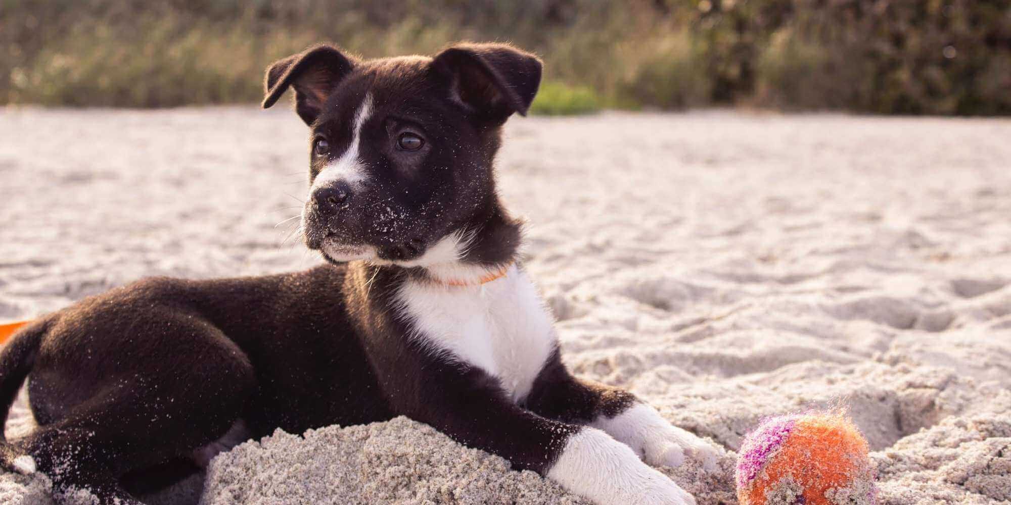 Schwarz-weißer Hundewelpe liegt im Sand neben einem orangefarbenen Ball.