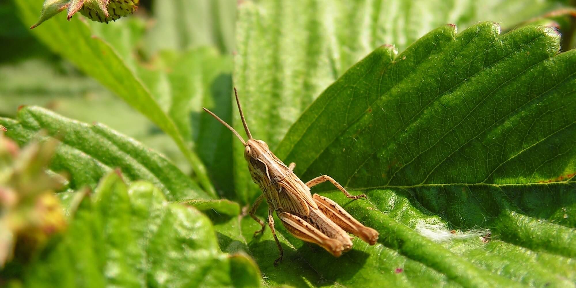 Illustration: Abartig oder der neue Trend? Hundefutter aus Insekten!