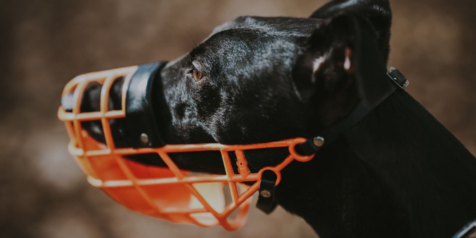 Schwarzer Hund mit orangem Maulkorb in Nahaufnahme von der Seite