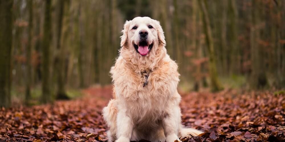 Retriever - Hunde die nicht viel bellen